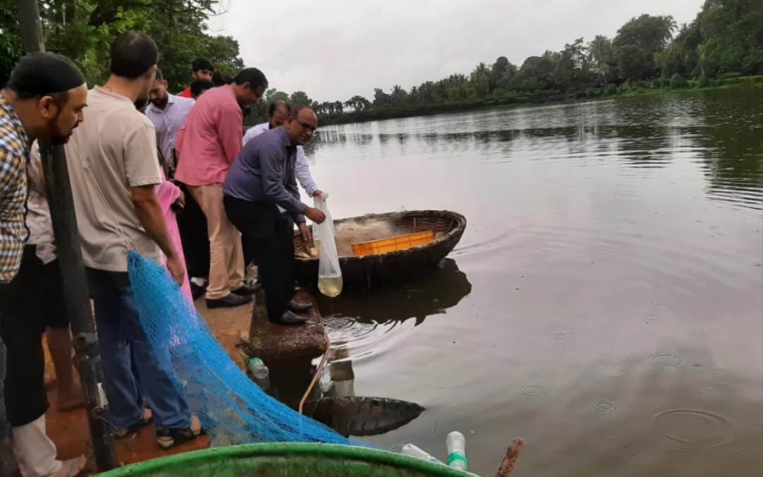 Fish Fingerlings – Pilikula